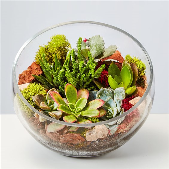 succulent_terrarium_157656osx